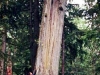 EngR-old-cedar
