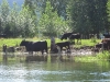 Cattle in the Shuswap River near Enderby